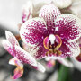 Orchidee Spain in Floating sierpot black